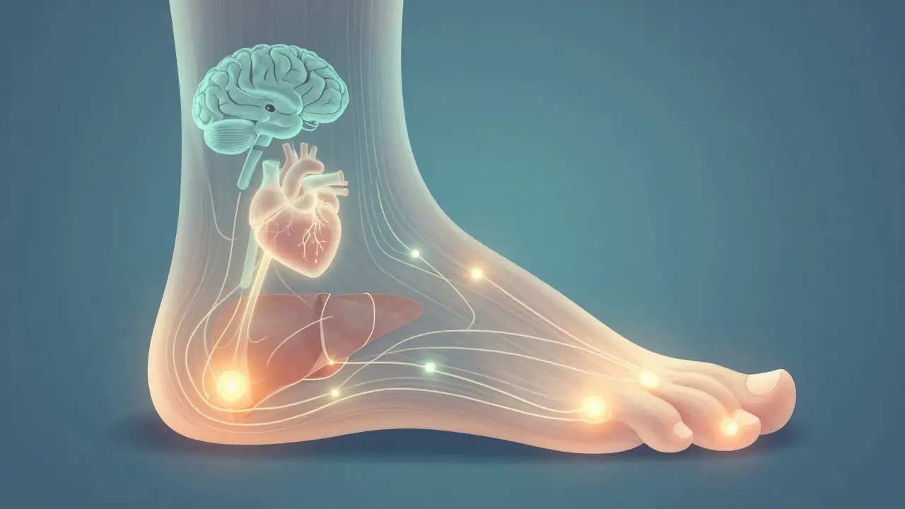 Umělecká vizualizace reflexních zón na chodidle s energetickými spojeními